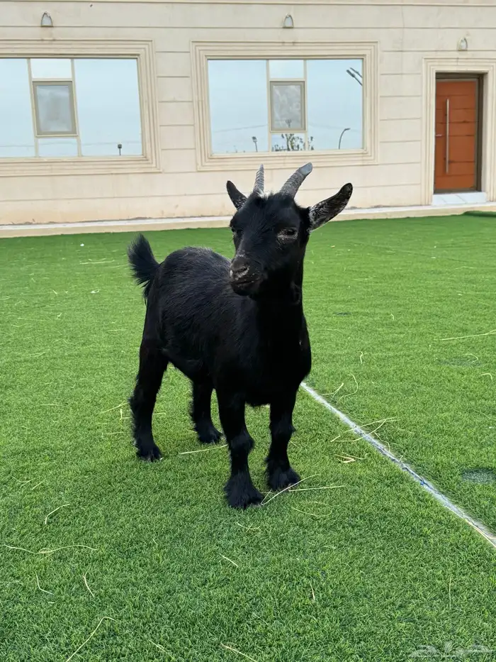 عنز للبيع 1