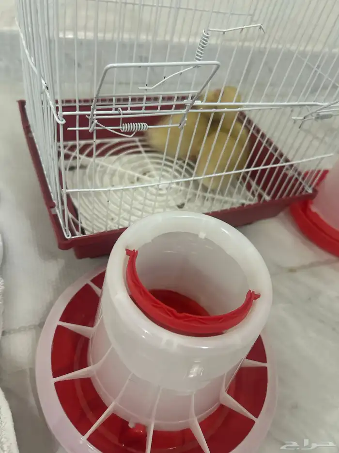 بط بكيني 0