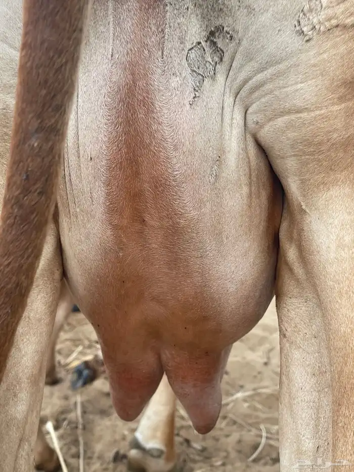 بقره فاخر 2