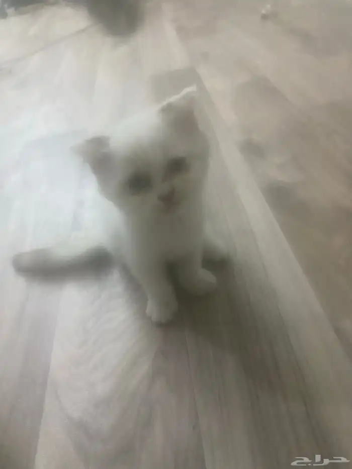 قطه 13