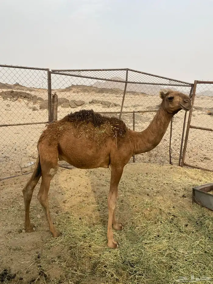 قعود للبيع 2