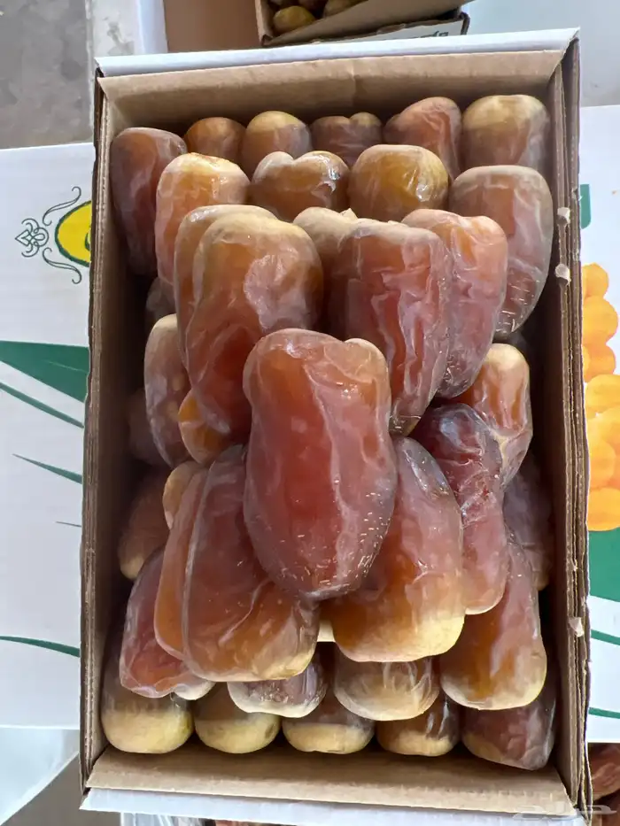 تمر شمشوله 1