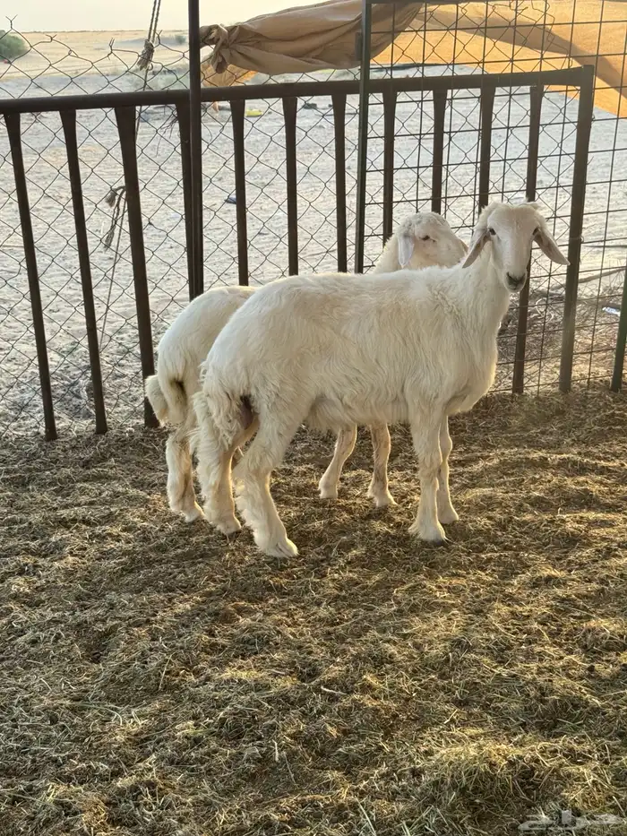 ذبايح حريات لباني فل 4