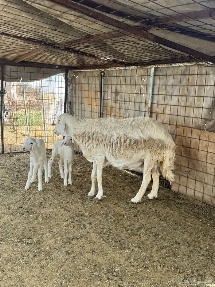 شاه متاومه 0