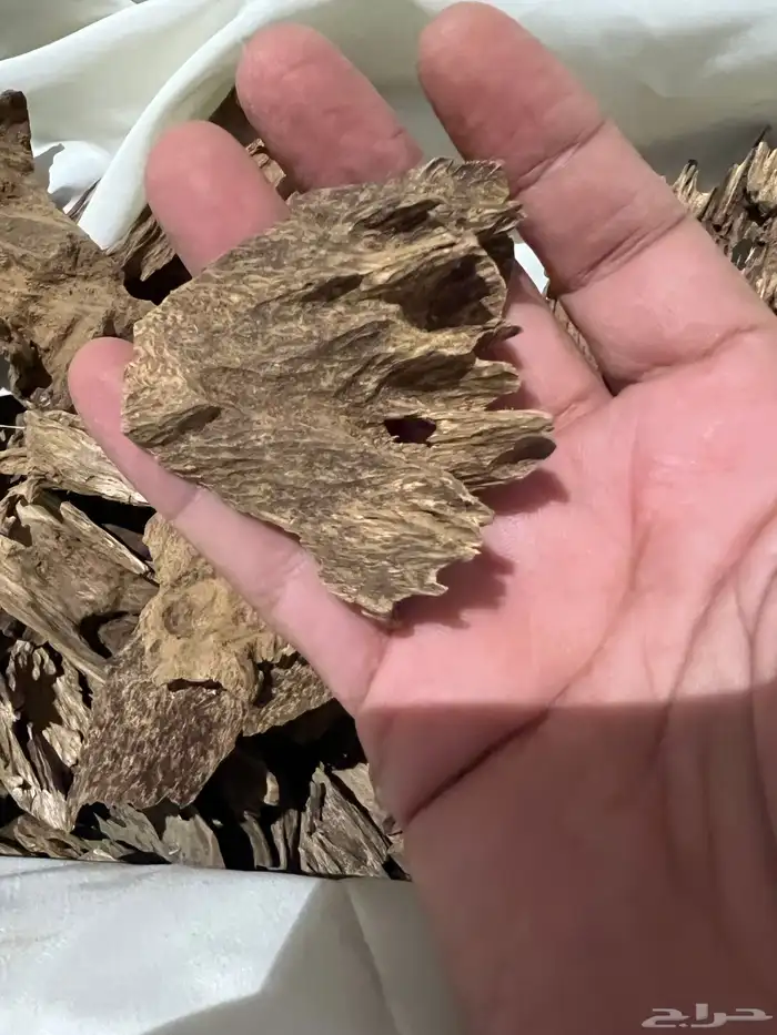 عود كلمنتان غابات مانتران 2