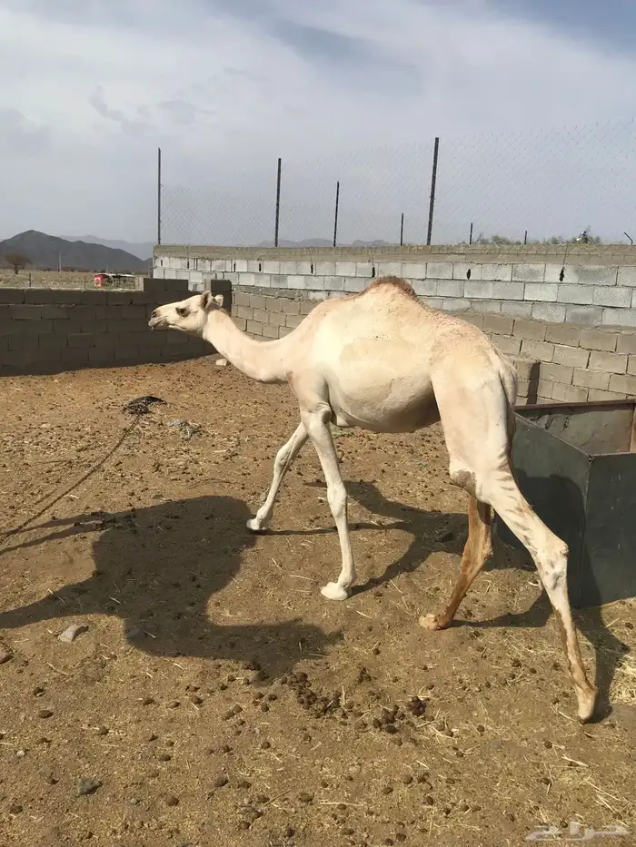 قعود مكنسل من السيده 0