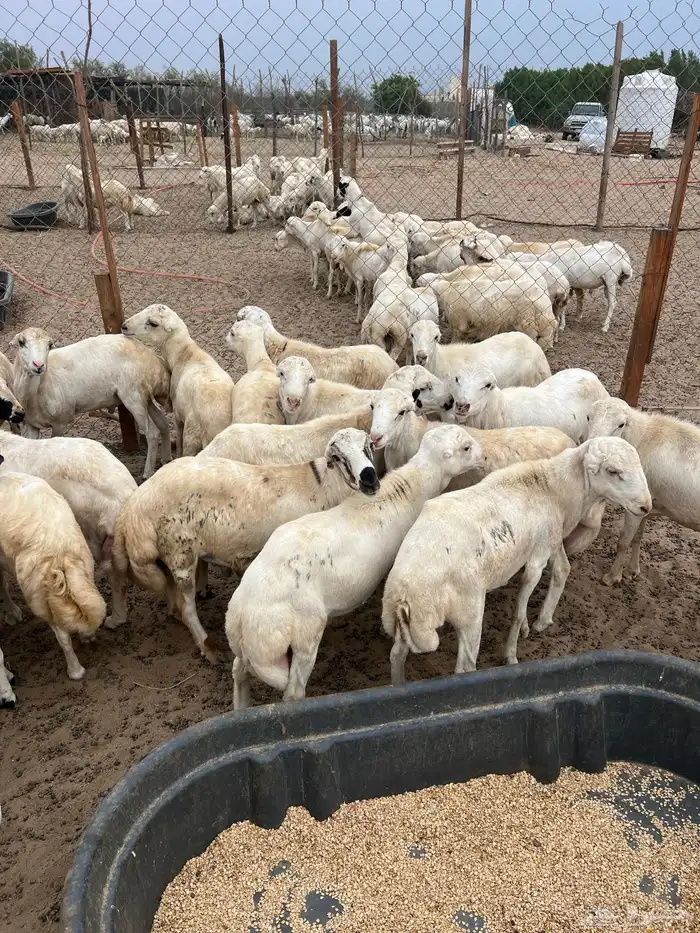كباش للبيع جمله وتفريد 0