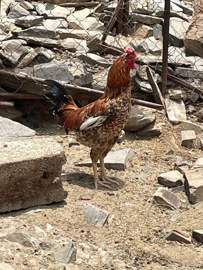 ديوك بلدي 2