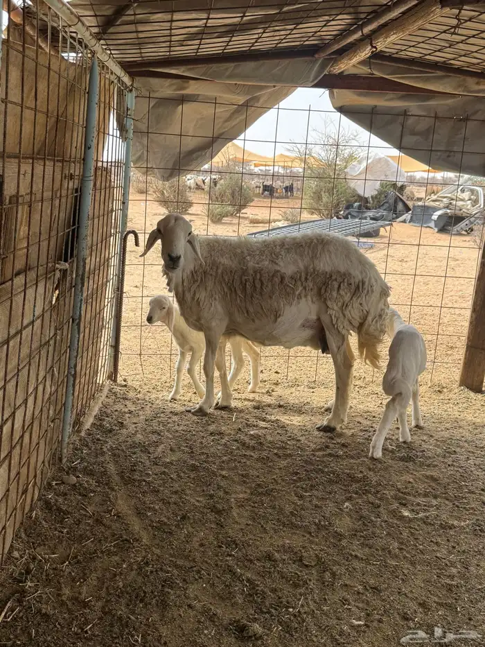 شاه متاومه 4