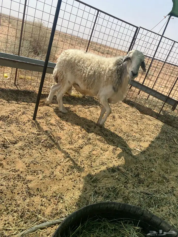 خروف فحل حري حرش 0