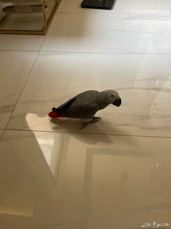 للبيع طير ببغاء كاسكو يتكلم ويحفظ كلمات 1