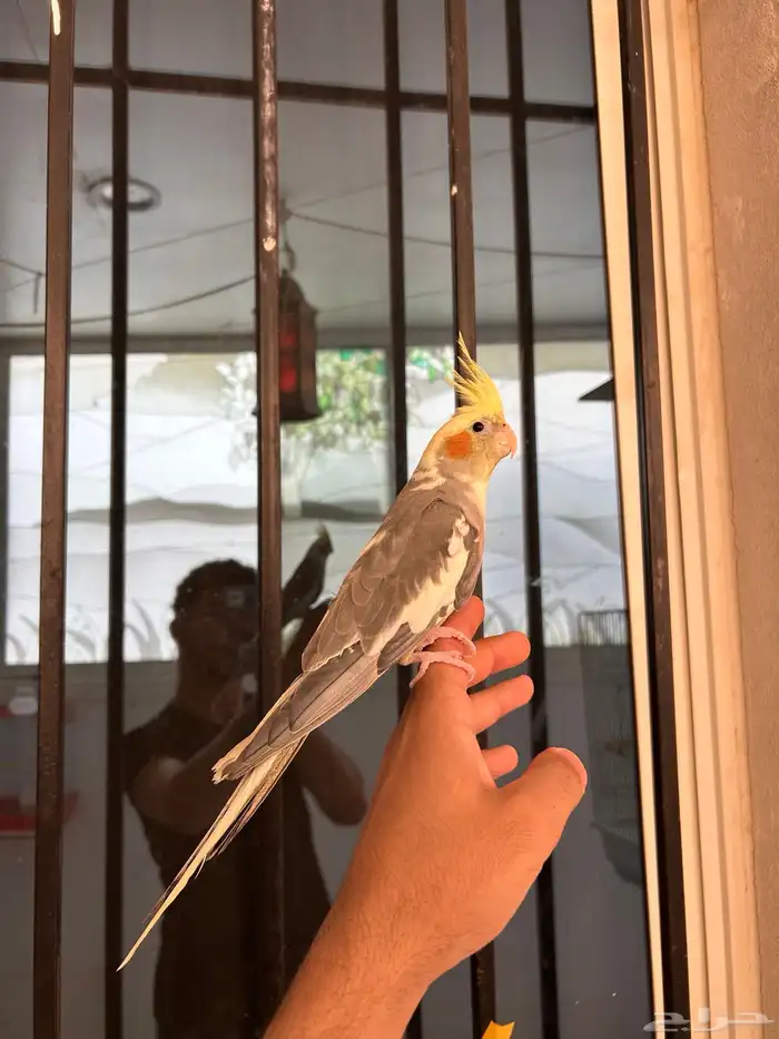ذكر كروان هاف بايد اليف و متكلم 0
