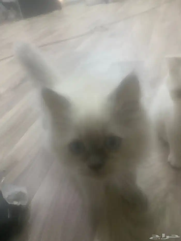 قطه 12