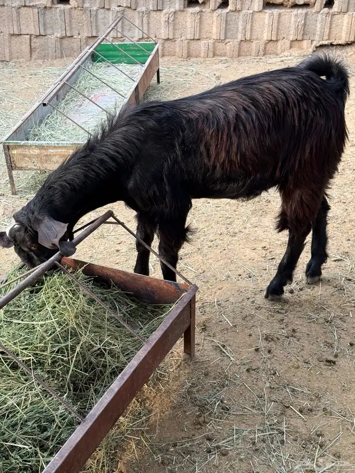 خروف فحل ثني وتيس فحل جذع شرط 0