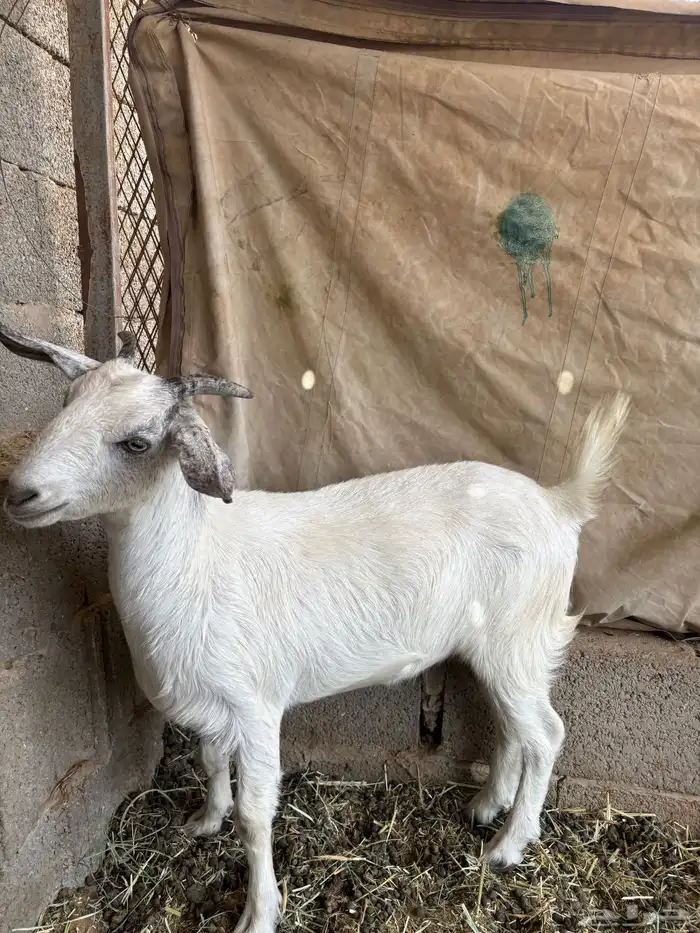للبيع طقم ماعز السانين 2