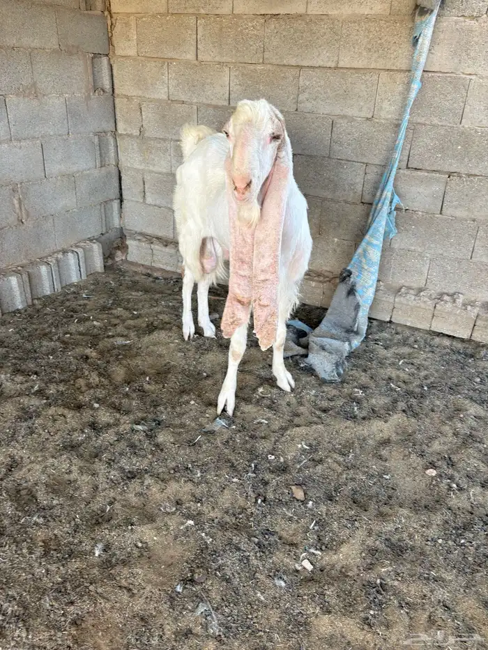تيس هولندي 4