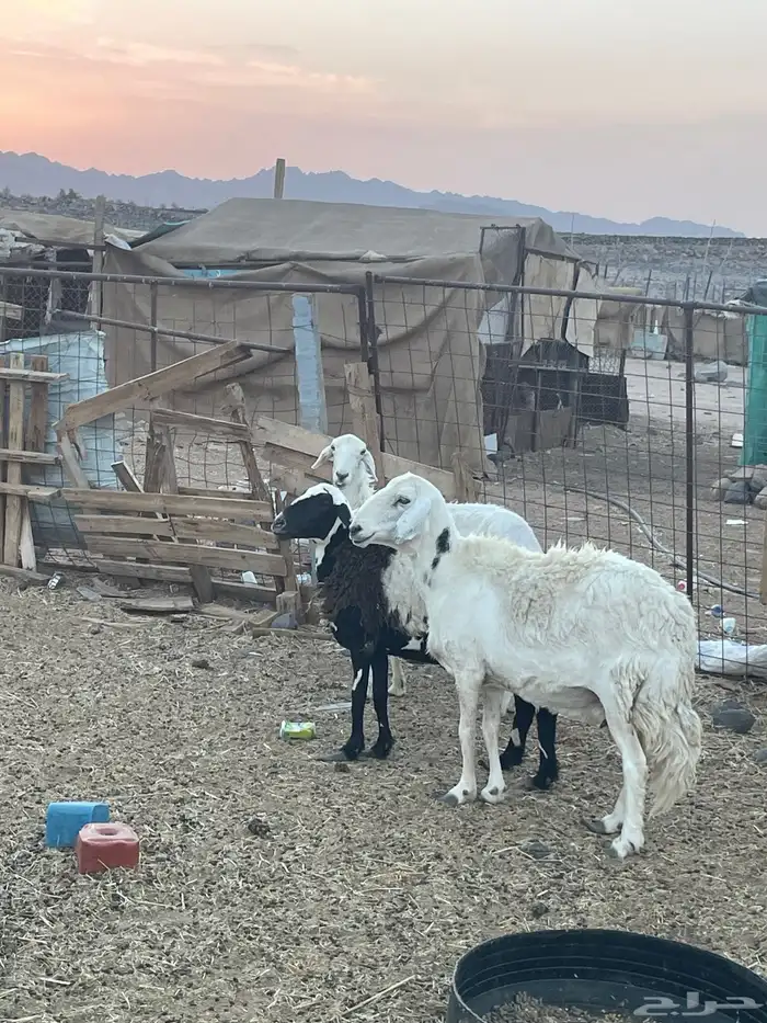 ذبايح طيبه 5
