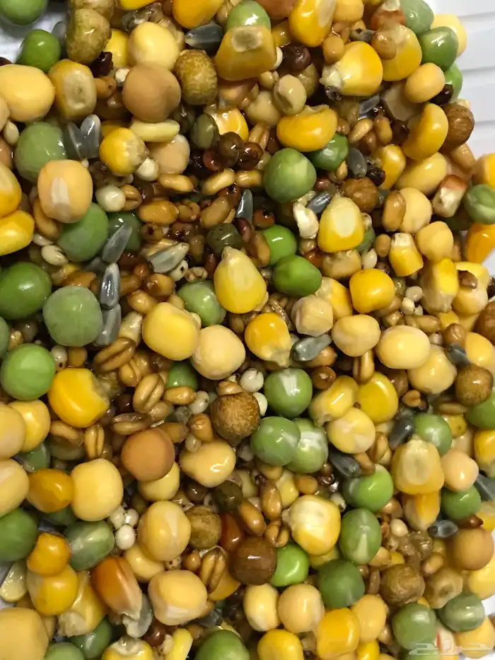 منقوع الحبوب لجميع الطيور 0