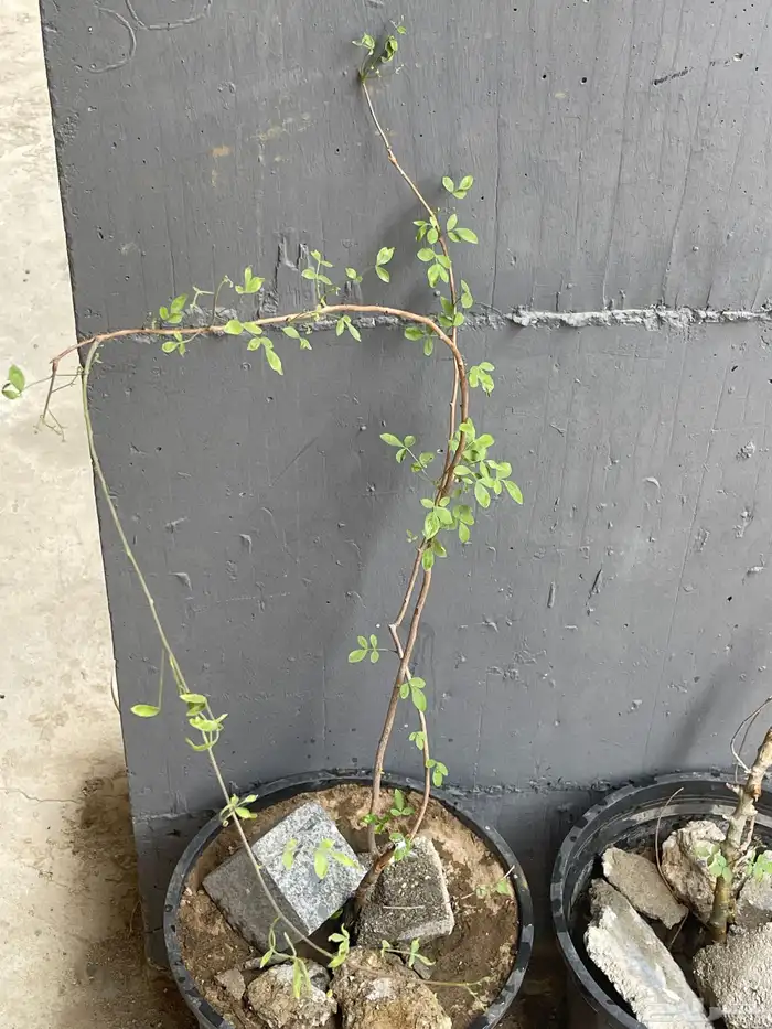 شتلةبشام (بيلسان)او بيشم 5