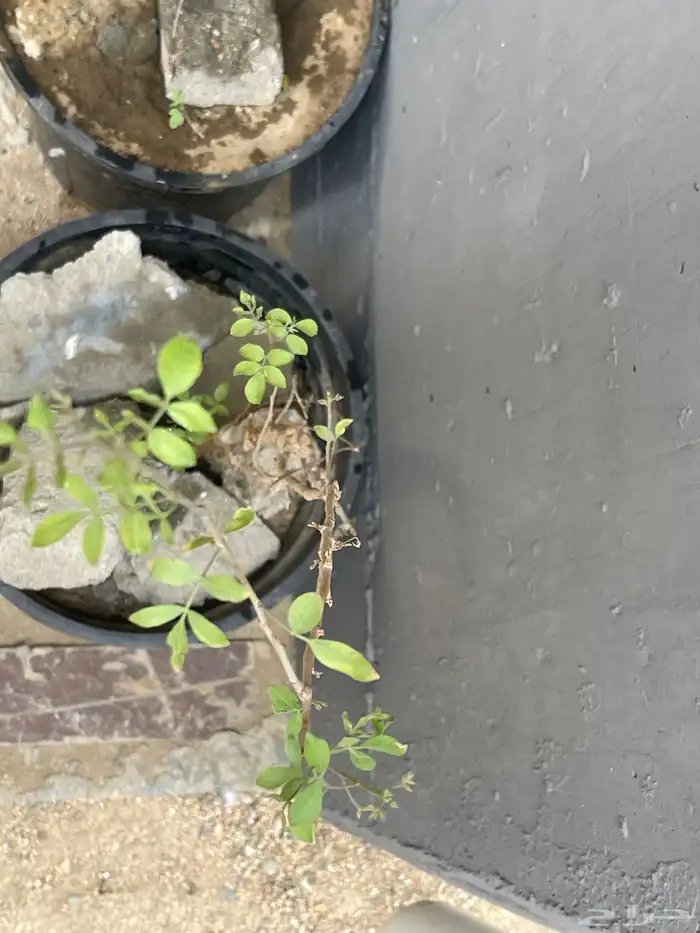 شتلةبشام (بيلسان)او بيشم 6