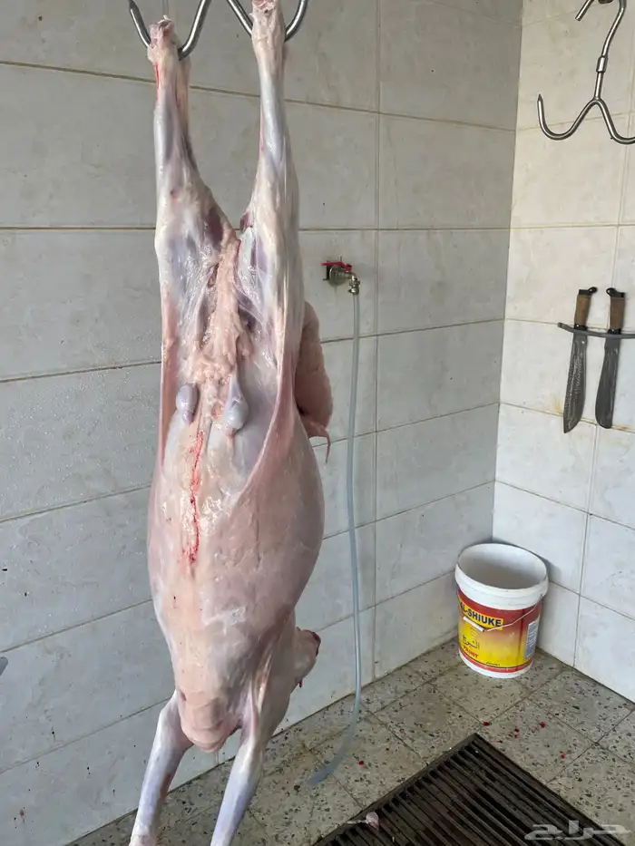 ذبائح ابو صالح الطائف 3