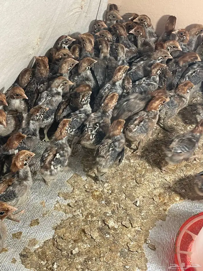 صوص كتاكيت 0