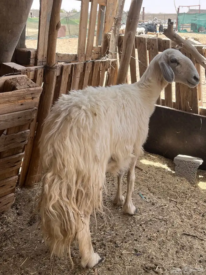 ثلاث غنم سديس كلها ودفيع كلها والبيع جمله وتفريد 8