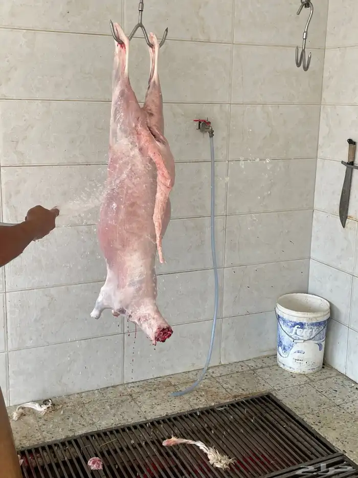 ذبائح ابو صالح الطائف 6