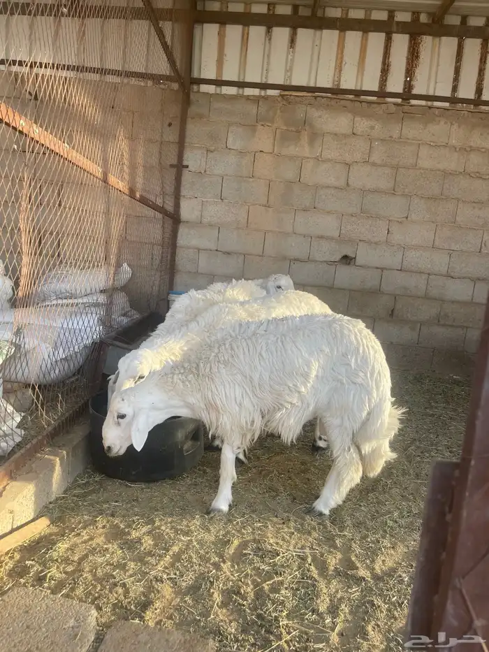 للبيع 4 خرفان طيبات 0