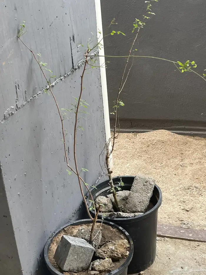 شتلةبشام (بيلسان)او بيشم 4