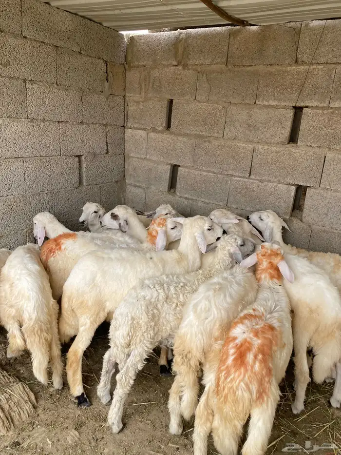 طليان ورخال تربيه 2