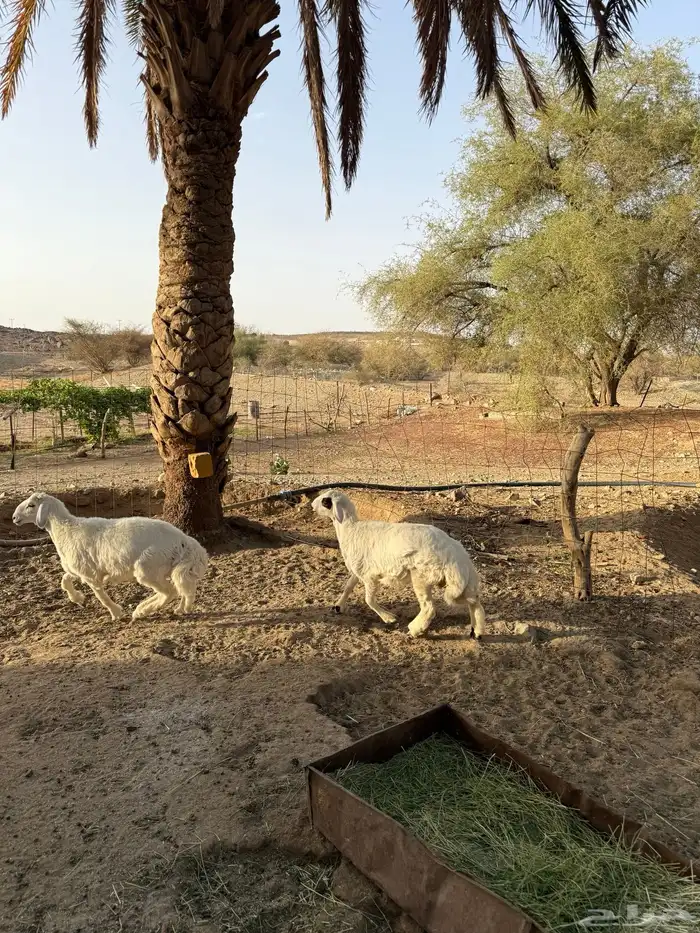 طليان نظيفة وفل شحم واطراف 2