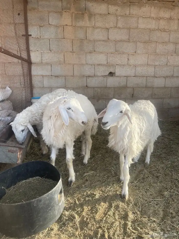 للبيع 4 خرفان طيبات 2