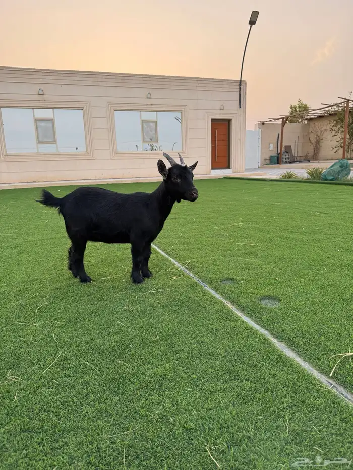 عنز للبيع 2