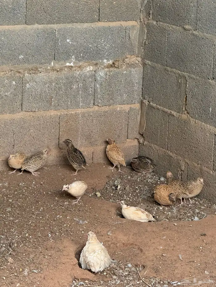 سمان بياض وذبح 3