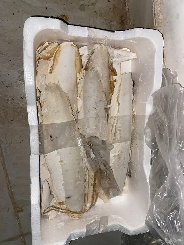 25 طير كروان هولندي للبيع 11