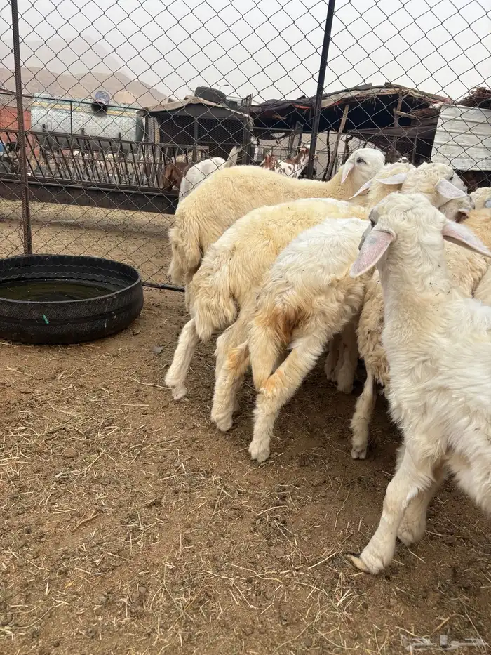 نعرض لكم طليان ورخال 2