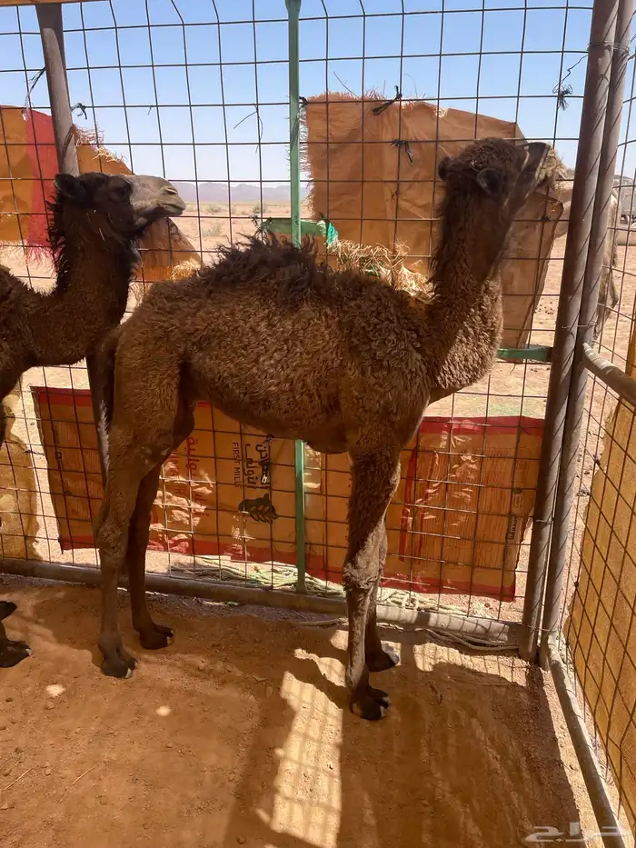 قعود للبيع 1