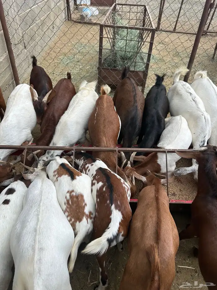 تيوس حص فل شحم 2