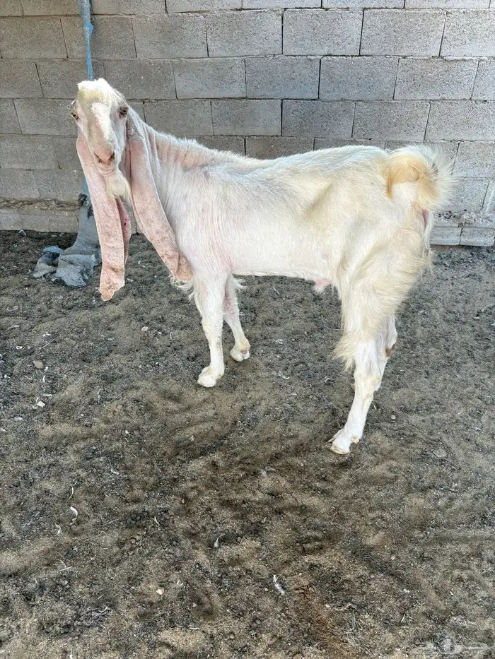 تيس هولندي 2