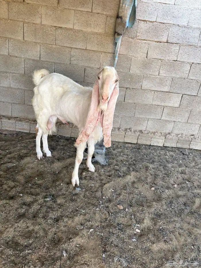 تيس هولندي 1
