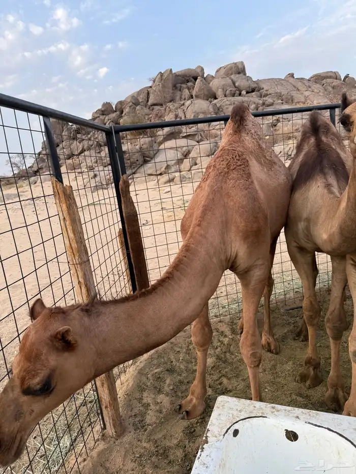 قعدان سواحل 3