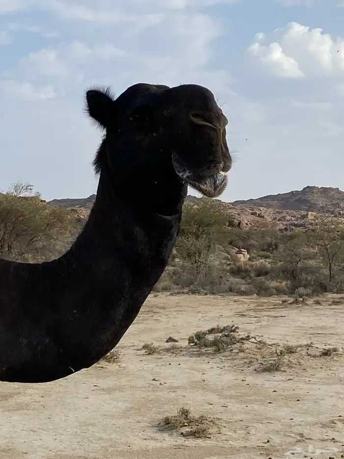 بعير الوافي 1