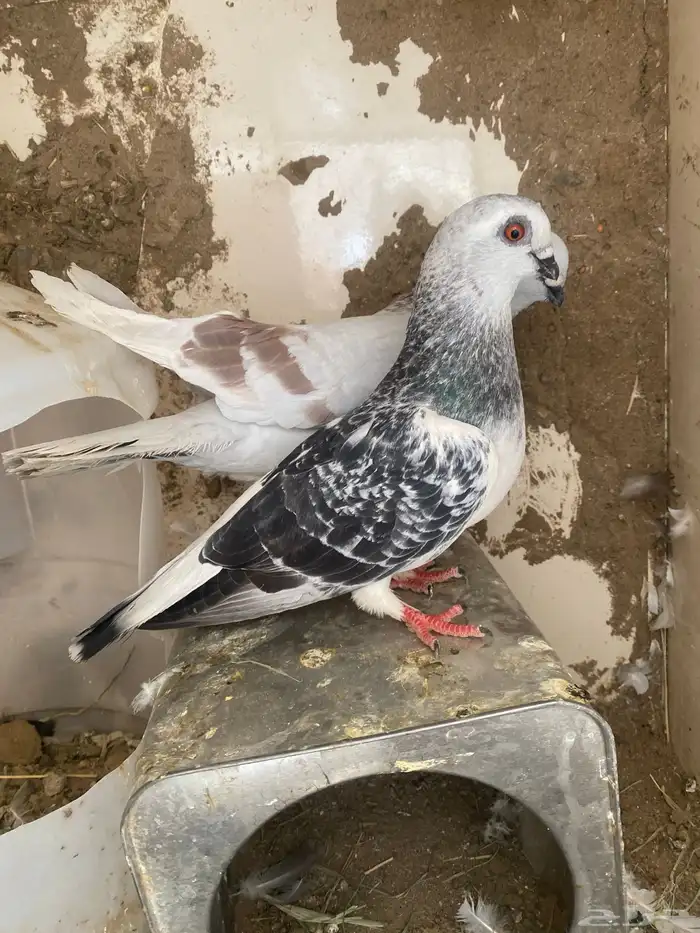 بوز 2
