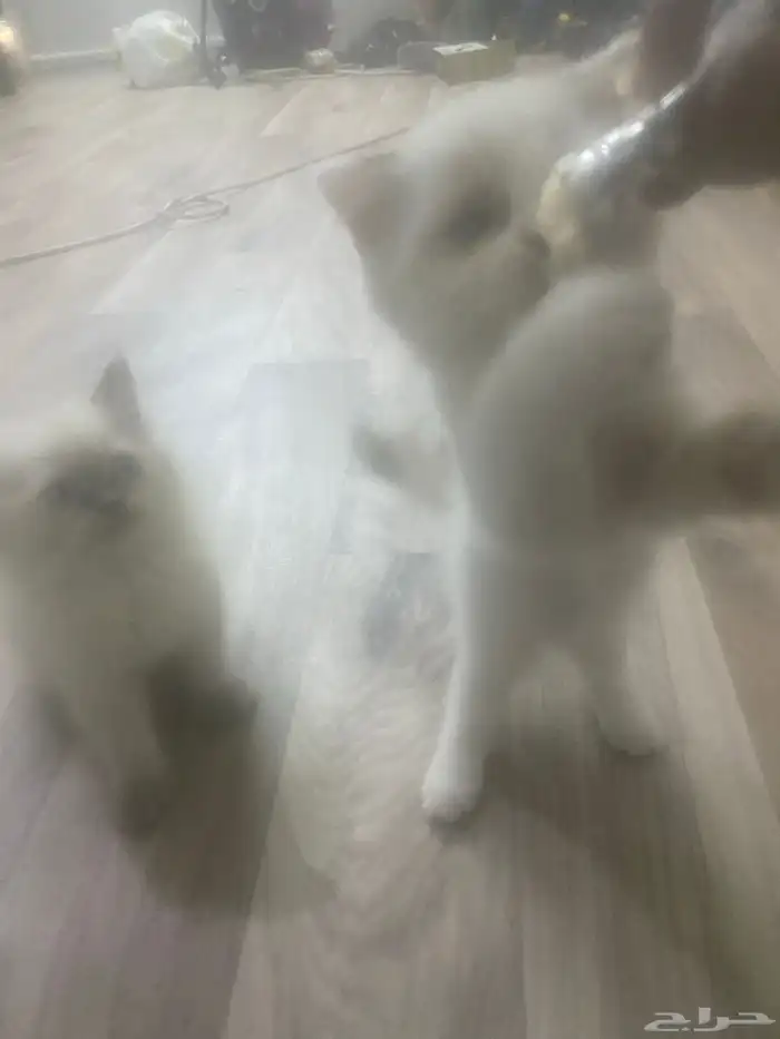 قطه 8