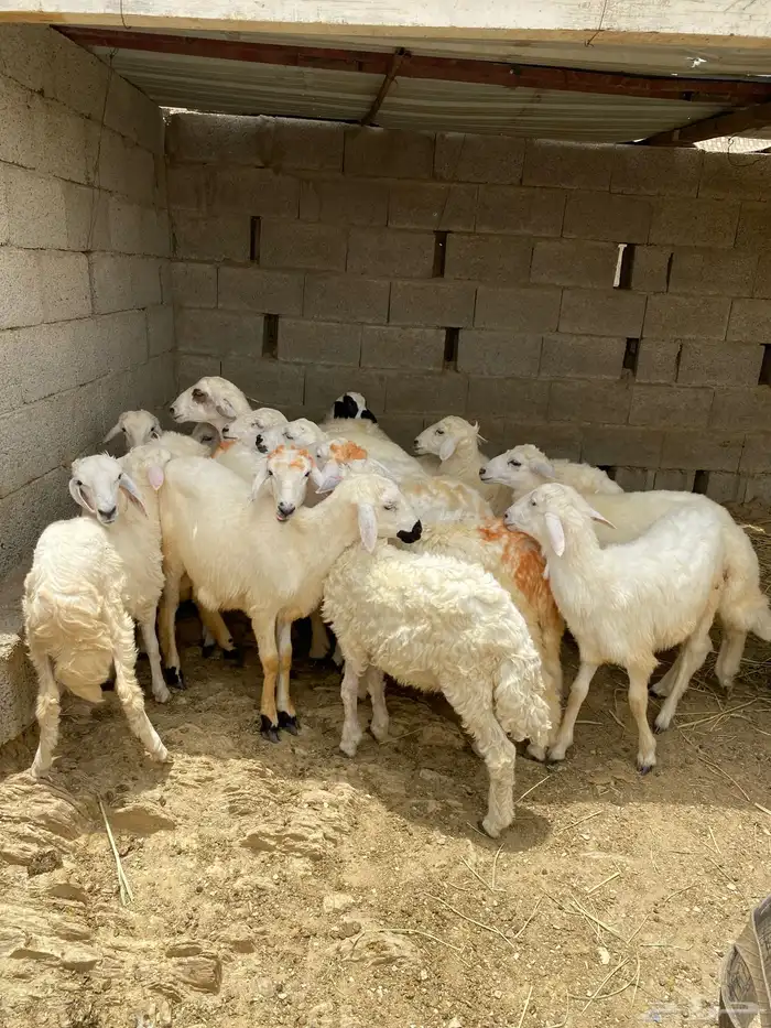 طليان ورخال تربيه 0