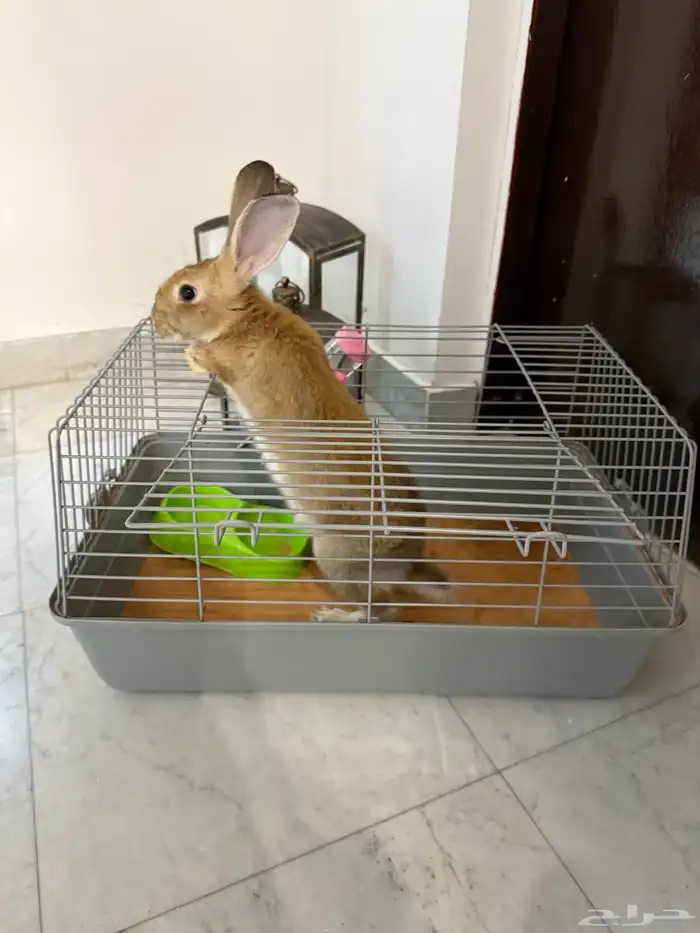 أرنب فرنسي 2