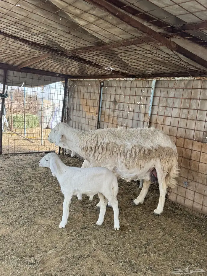 شاه متاومه 1