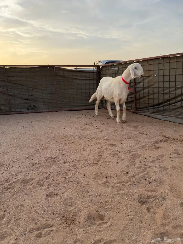 مشروع فحل حري صنف الصنف تم البيع 0