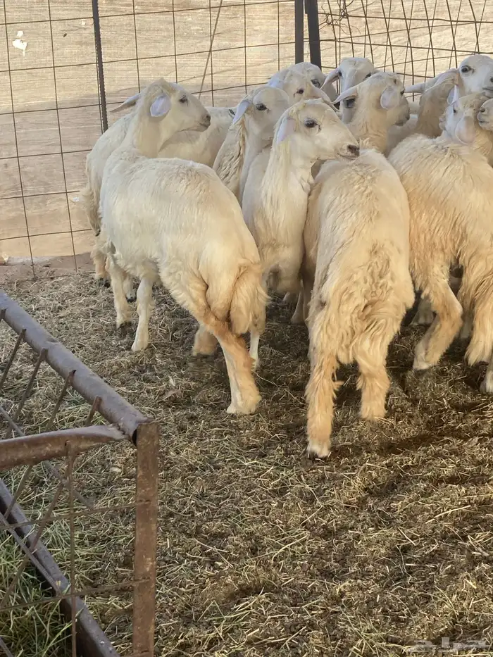 طليان حرية ثلاجة 2